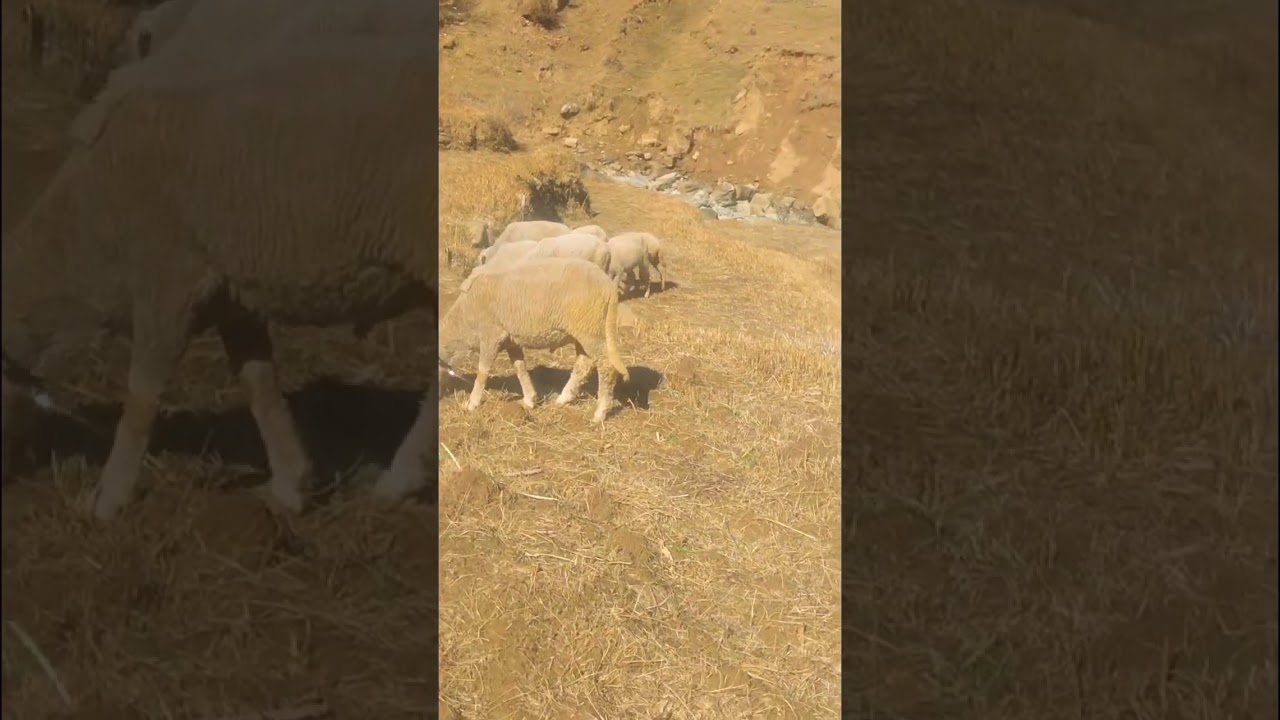 Sheep Weight Jaldi Barhao Healthy Feed = Fast Growth #sheep shorts video Sheep Care Se Double Growth