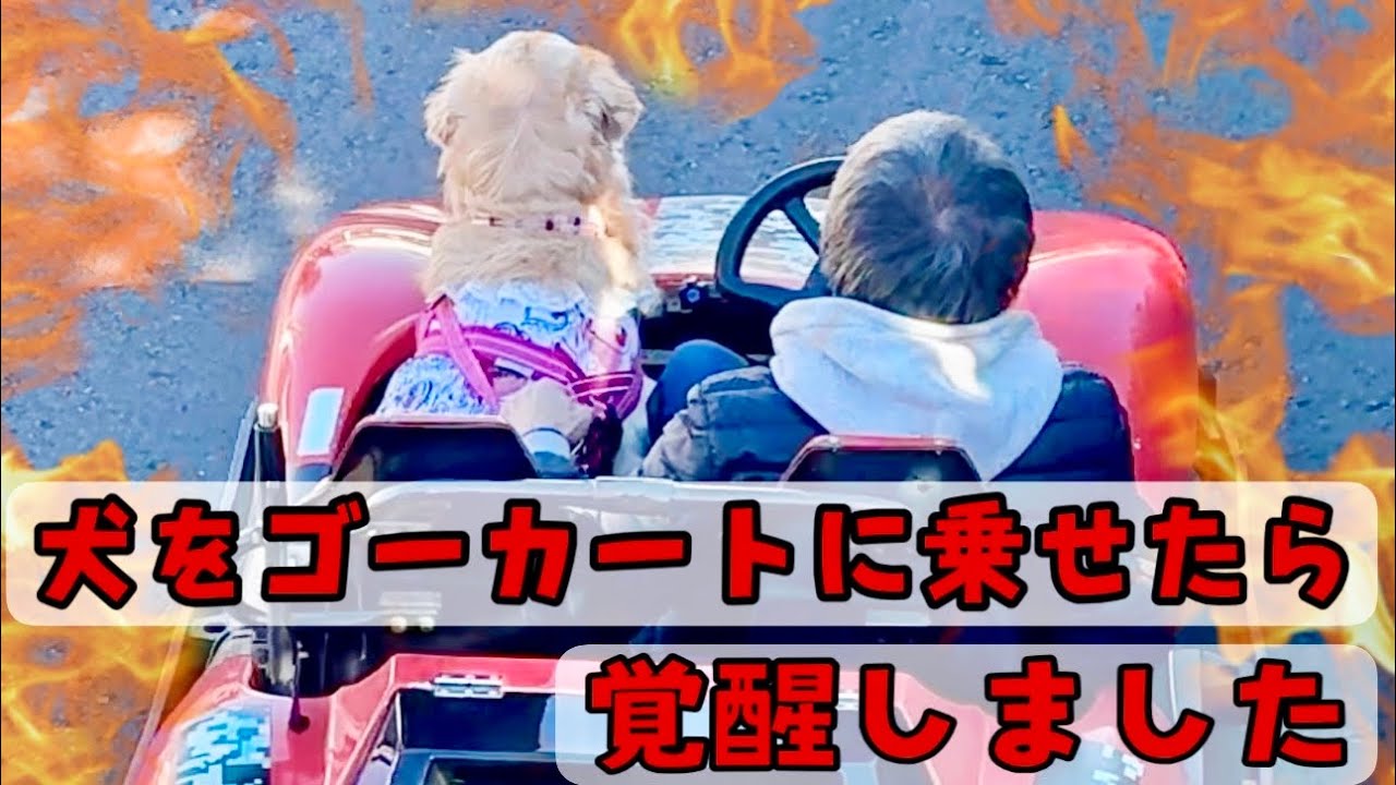 【無計画旅 完】犬をゴーカートに乗せたら覚醒しました