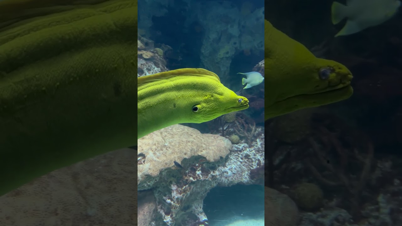 Green Moray - Official Theme Song (Frightening)