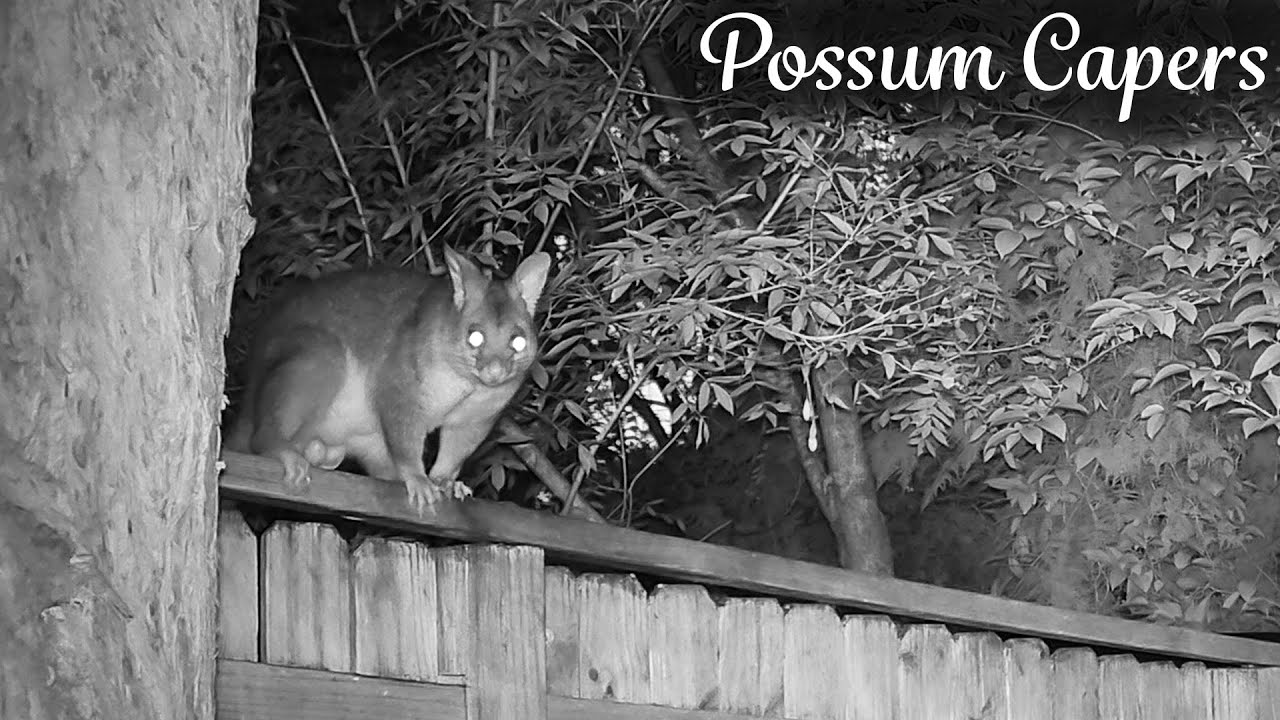Big Bruiser Only Allows The Ladies In The Yard.