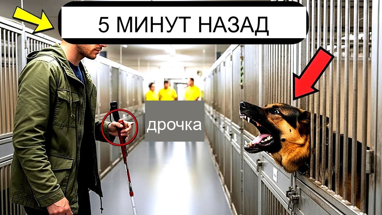 СЛЕПОЙ ВЕТЕРАН ВСТРЕТИЛ САМУЮ ОПАСНУЮ И АГРЕССИВНУЮ ПОЛИЦЕЙСКУЮ СОБАКУ ЧТО СДЕЛАЛ ПЕНСИОНЕР ДАЛЬШЕ