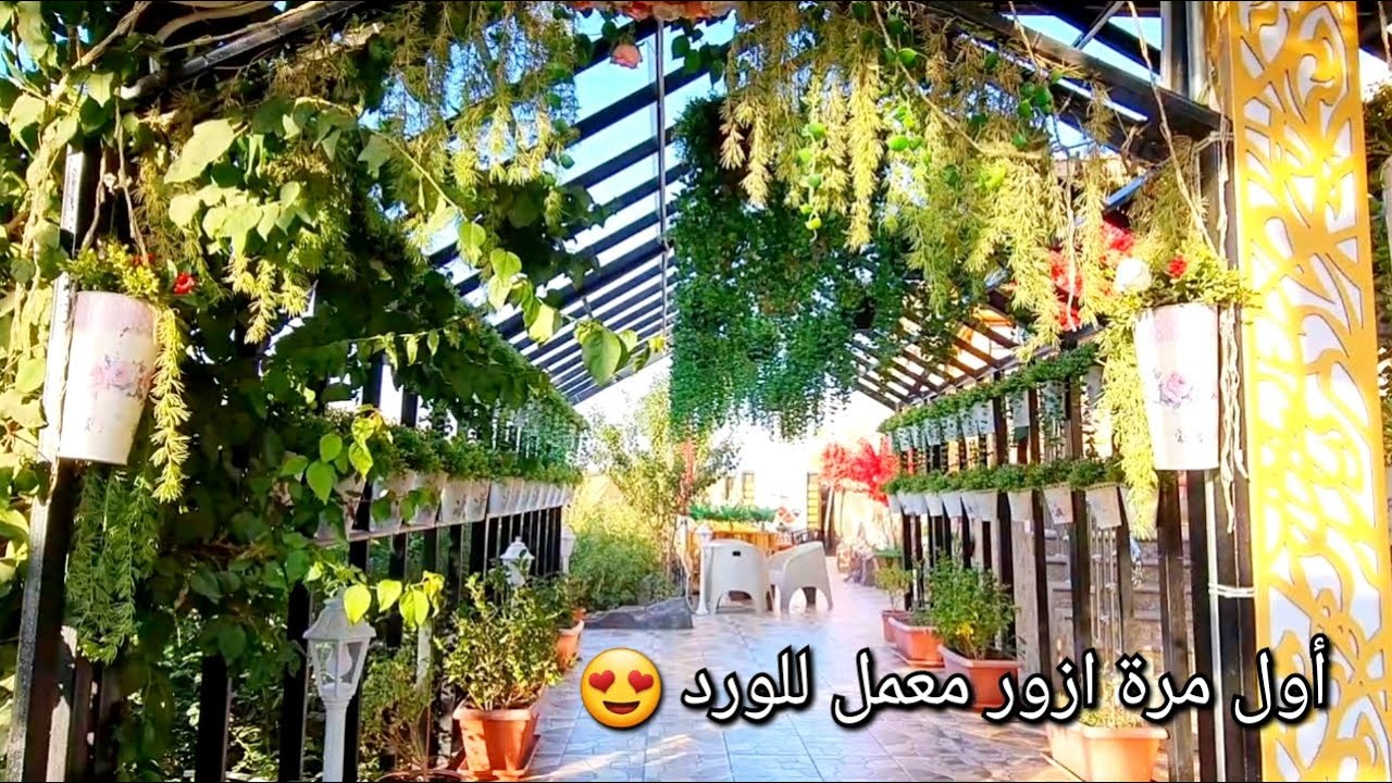 كوفي و معمل الشيوخ للورد الطائفي 🌸