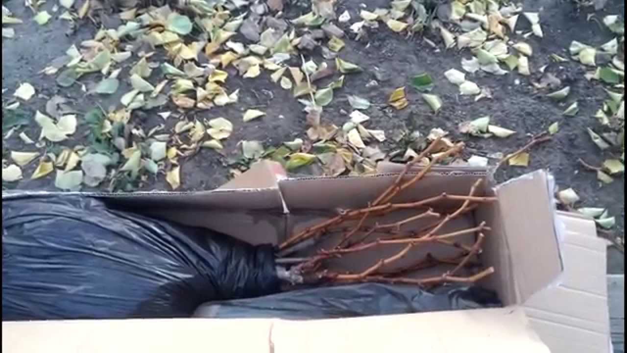 Саженцы винограда пришли по почте