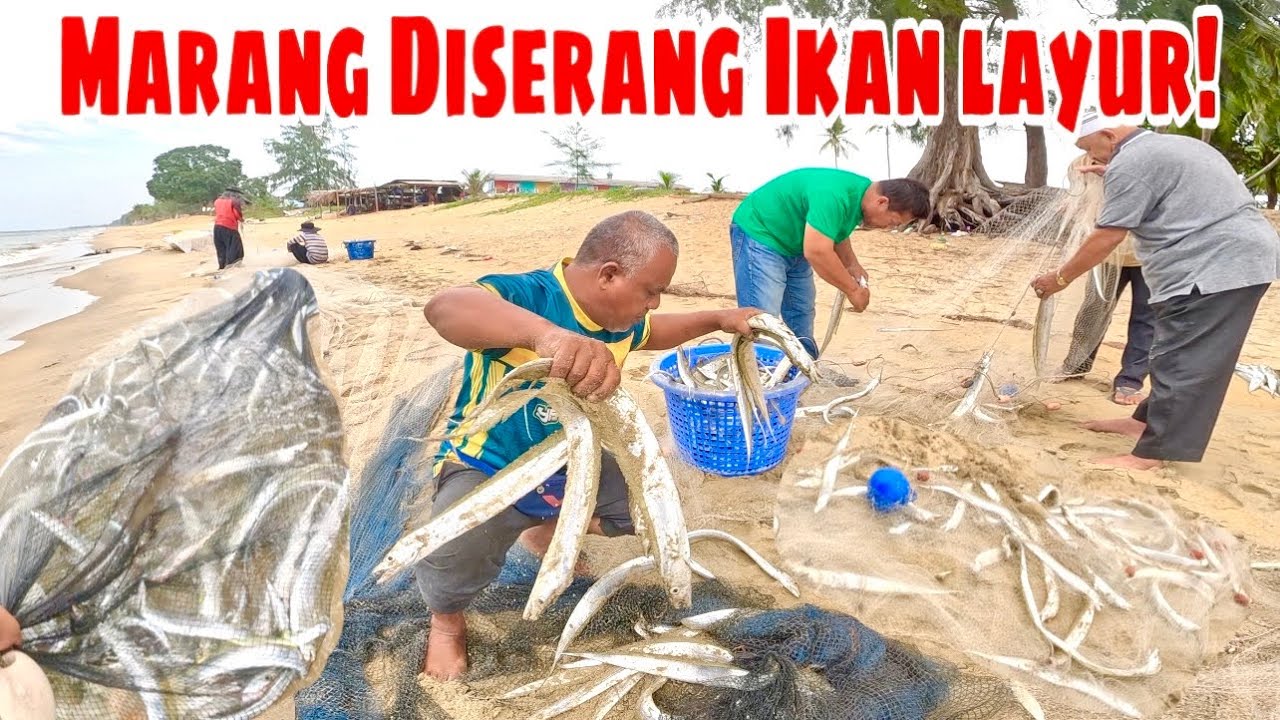 MARANG DISERANG IKAN LAYUR!