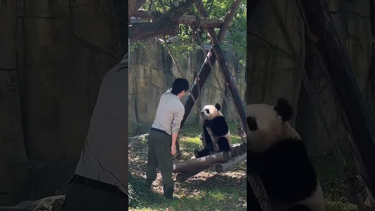 Swing time for happy panda cub! #panda