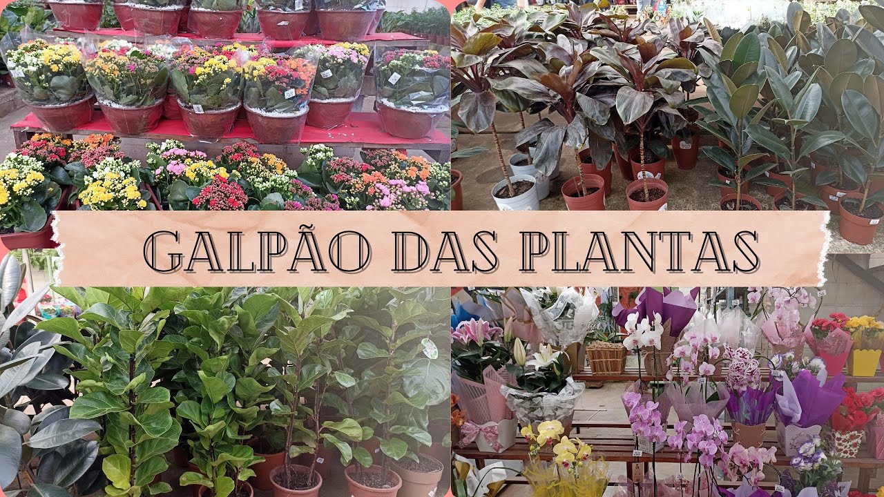 Tour pelo Galpão das plantas.