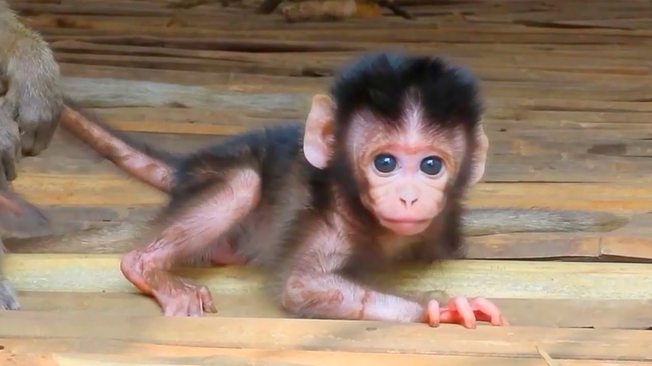 Lovely Moments! Tiny Baby Monkey Daily Action, Adorable Wildlife