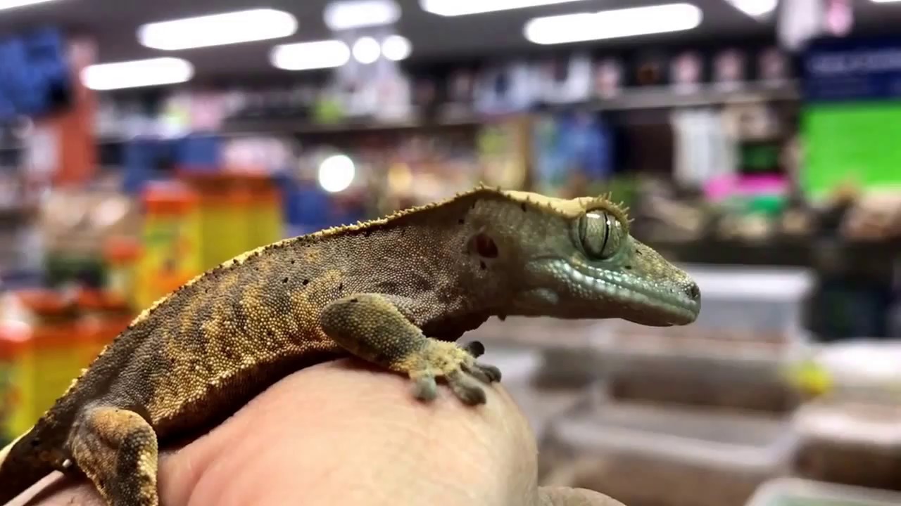 Wimpergekko's bij Welle Diertotaal