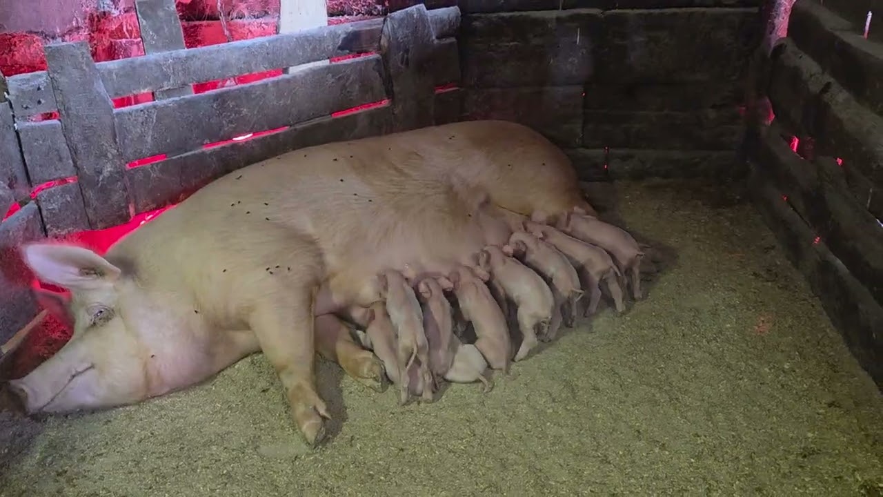 Робочий процес