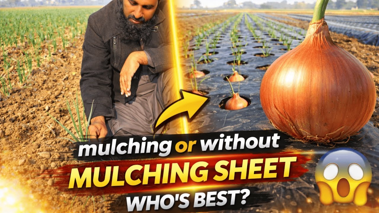 Black Mulching Shopper | Pyaz Ki Behtareen Paidawar Ka Raaz | Mulching Vs Non-Mulching | Onion Guide