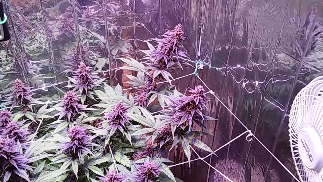 Ultra Violet OG, Strawberry Amnesia, Compton Cookies, Alien Gelato, and Soundclash