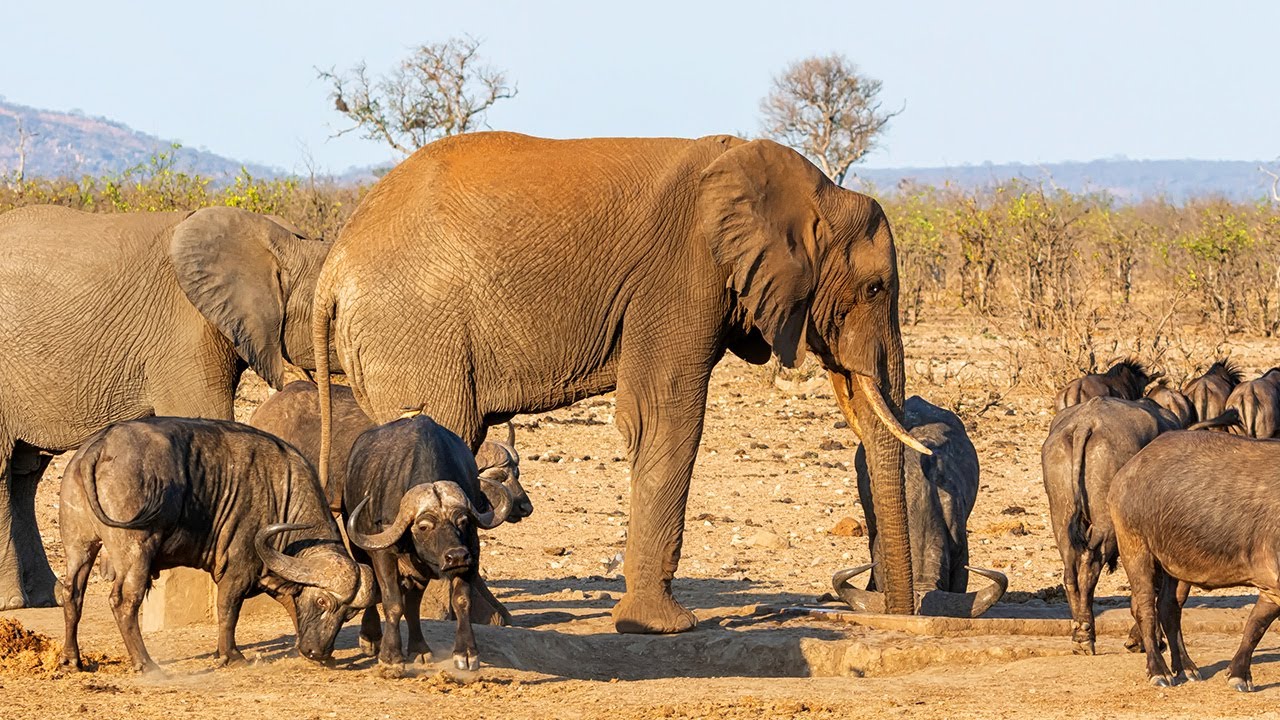 Meet The Elephant With An Identity Crisis