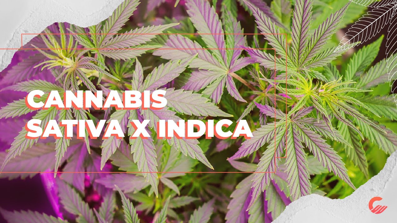 Cannabis Sativa x Cannabis Indica: Entenda as diferen&ccedil;as | Canabinologia