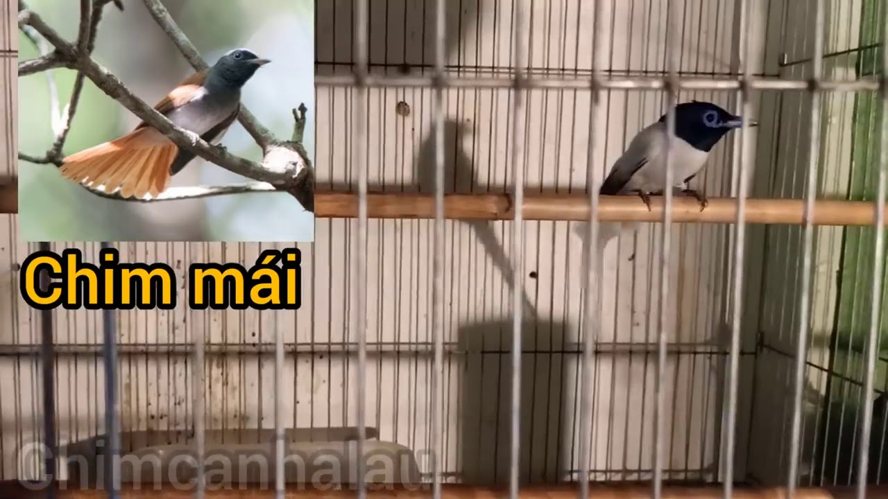 Chim Thi&ecirc;n Đường Trắng // Asian White Paradise Flycatcher