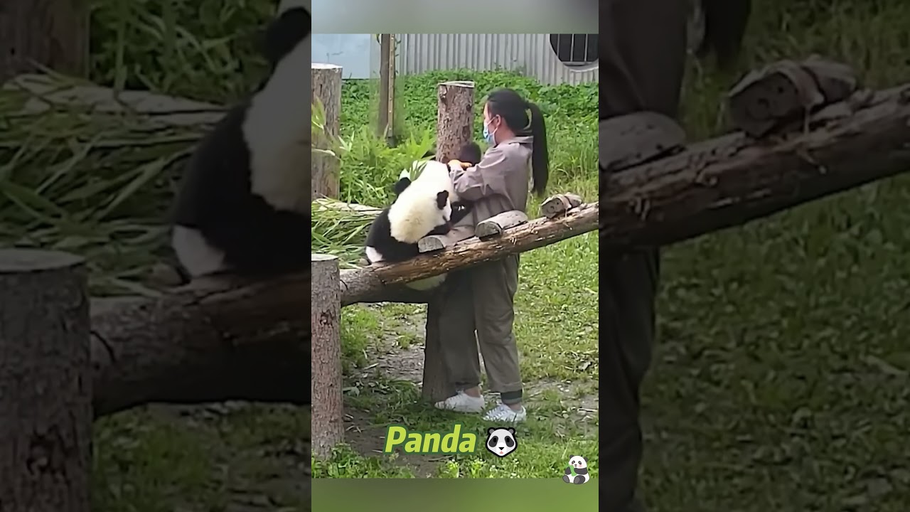 Панда 🐼 такая милая 🥰#panda #pandas #love #funny #cute #animals #kungfupanda