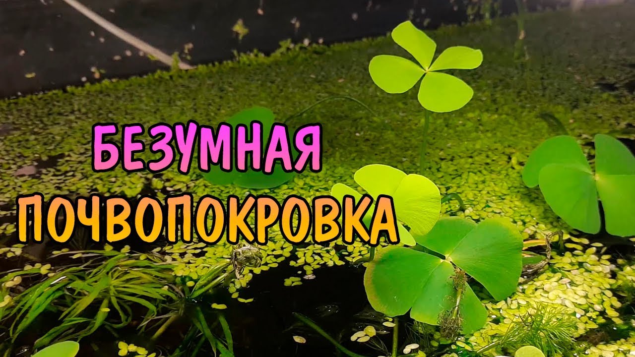 МАРСИЛИЯ АНГУСТИФОЛИЯ ( Marsilea angustifolia )