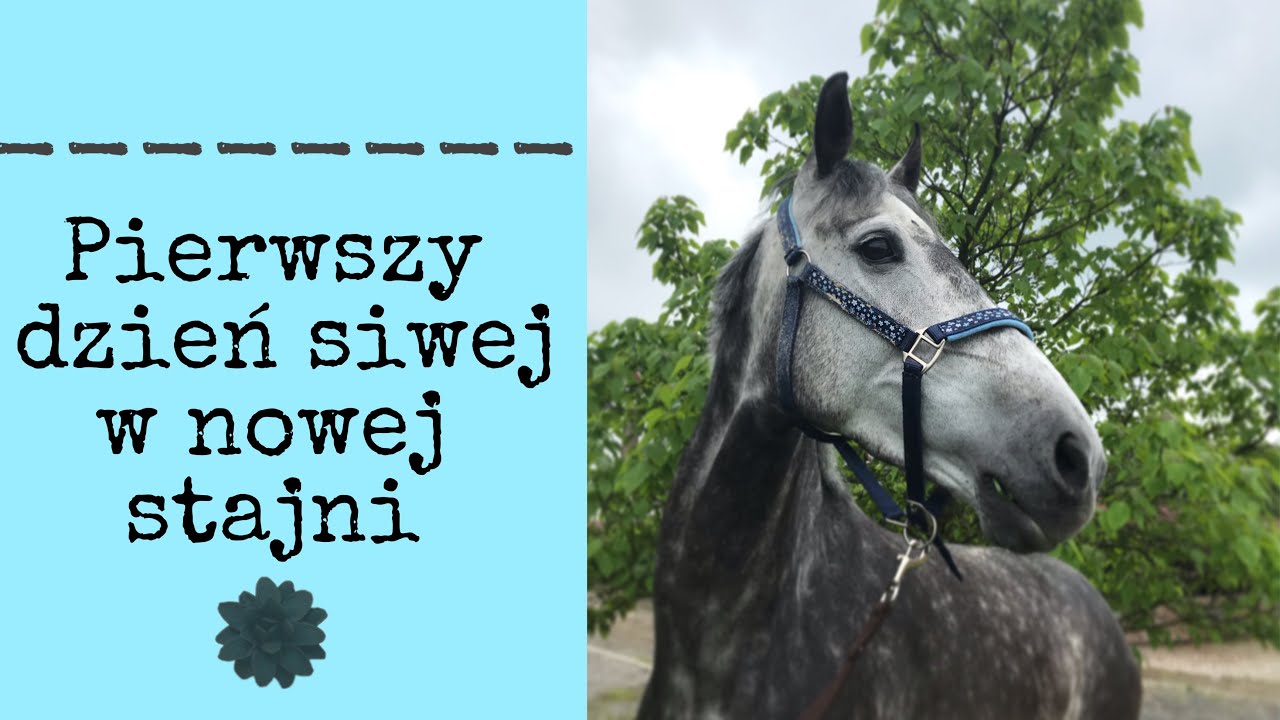 Jak wygląda pierwszy dzień nowego konia w stajni? PRZYJAZD SIWEJ!