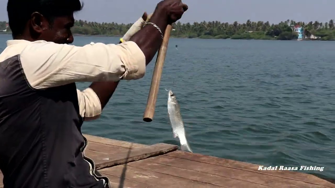 Mullet fish catching in Unique way of fishing