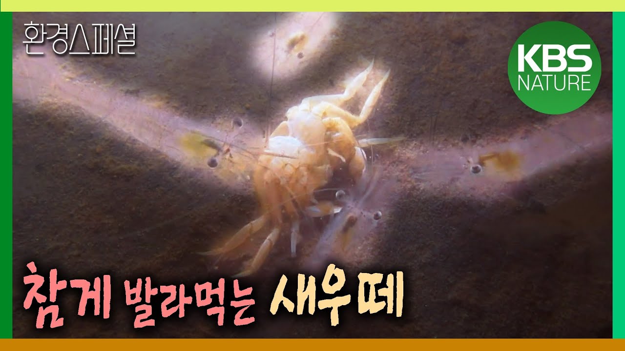 참게 발라먹는 새우떼 [환경스페셜-돌아오지  않는강] / KBS 20120704 방송