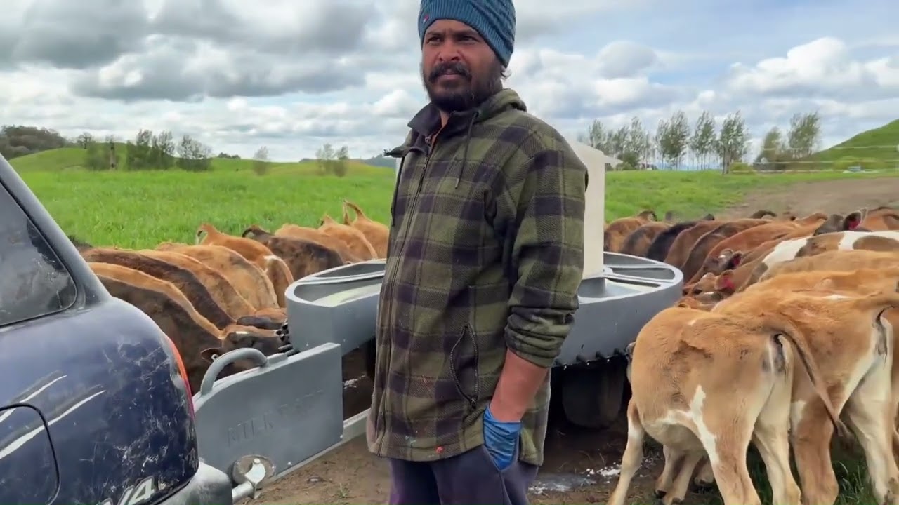 New Zealand Dairy Farming.
