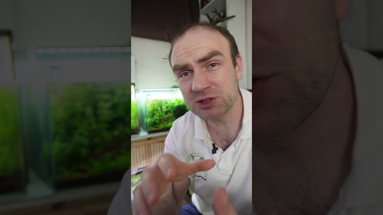 Czy można podmieniać wodę co 2 tygodnie ?