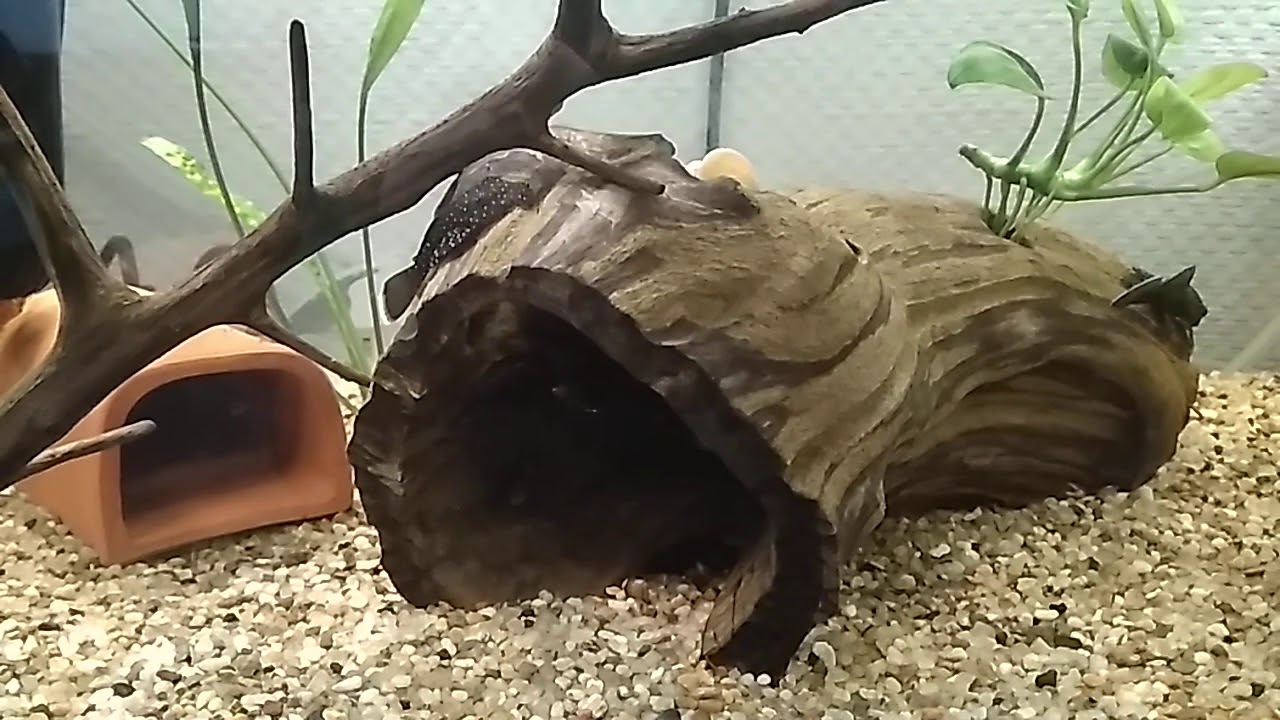 Пельвикахромис пульхера. Провоцируем родительские инстинкты.