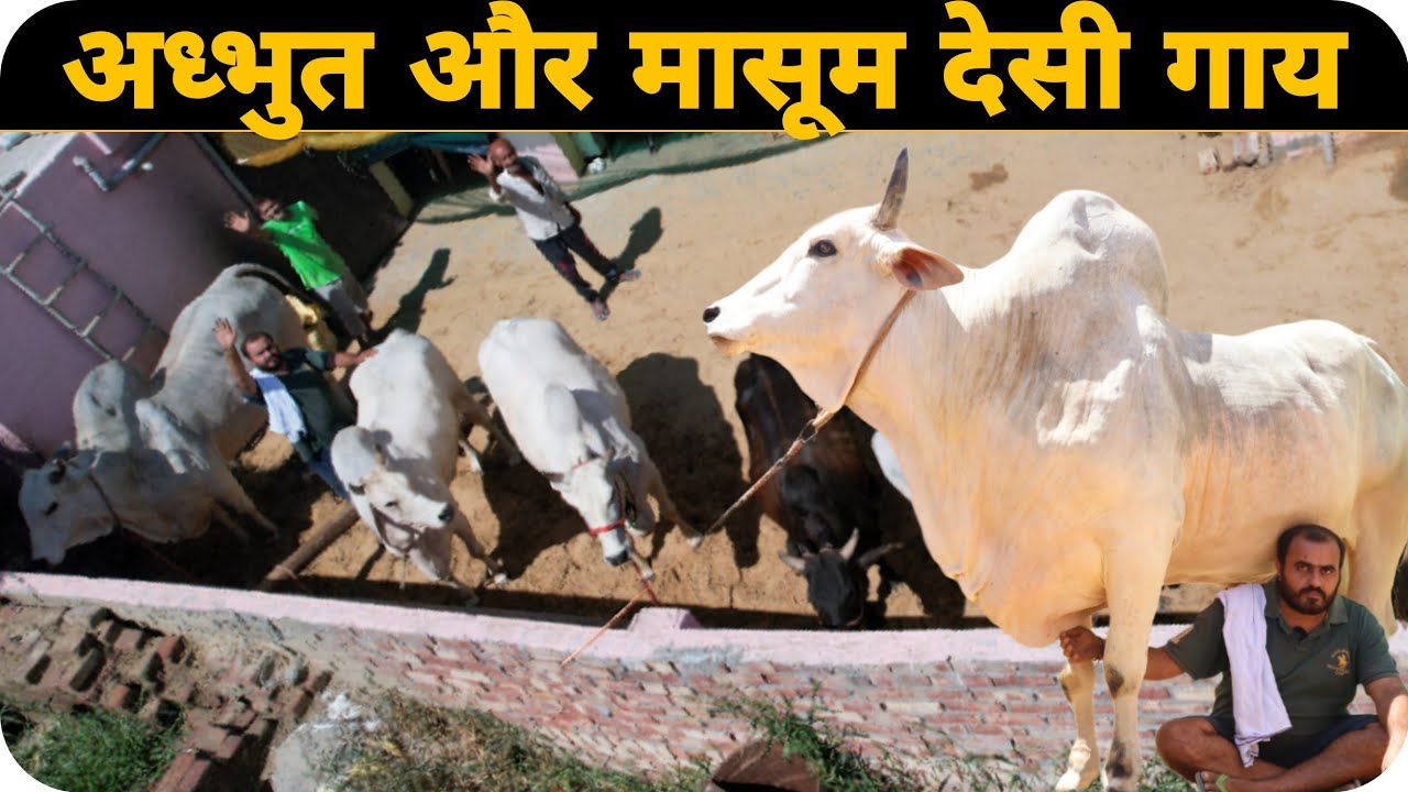 Top Haryana Breed Cows Golu Farm Village Kharkara, Rohtak | अध्भुत और मासूम देसी गाय
