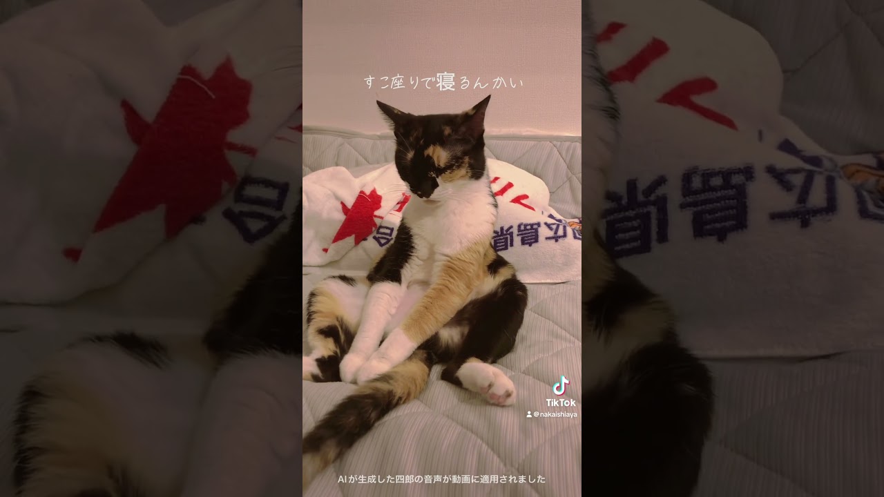 座って寝てる。りこ。#shorts #猫 #子猫 #猫好き #癒し #かわいい #ネコ動画#黒猫#ハチワレ#三毛猫#シニアネコ