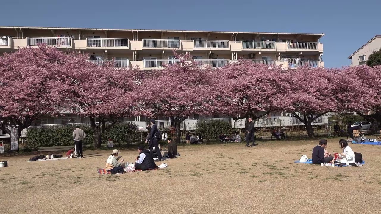 2026年3月1日　自宅周辺の河津桜