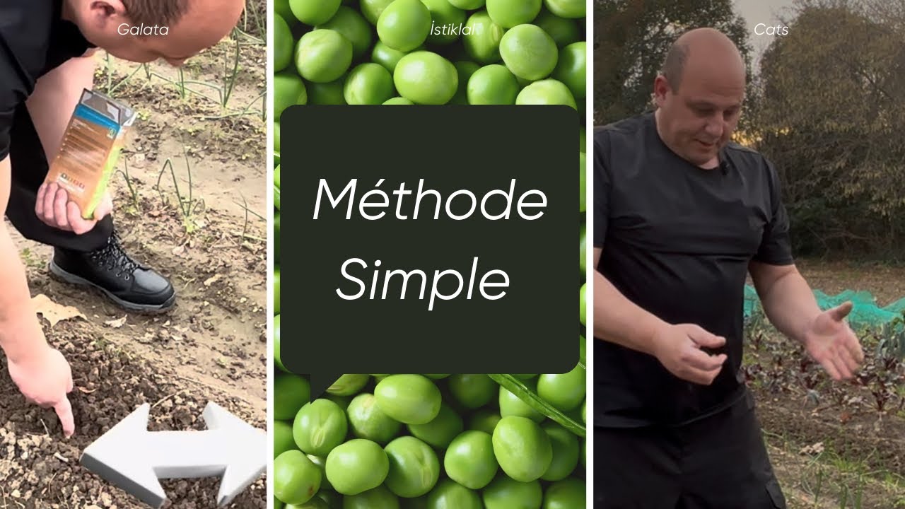 SEMER les PETITS POIS : ma MÉTHODE pas à pas