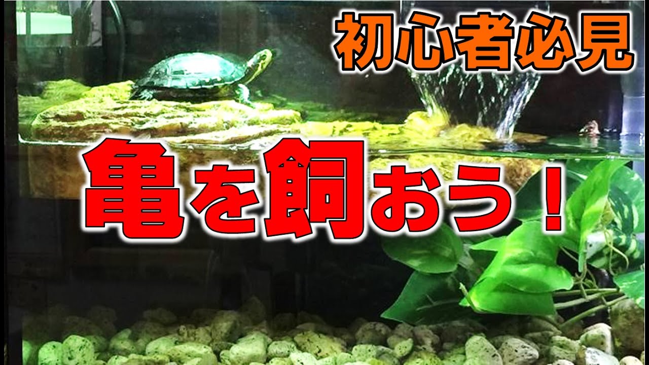 亀飼育を始めよう！亀さんの飼育方法をわかりやすく解説【2020#001】