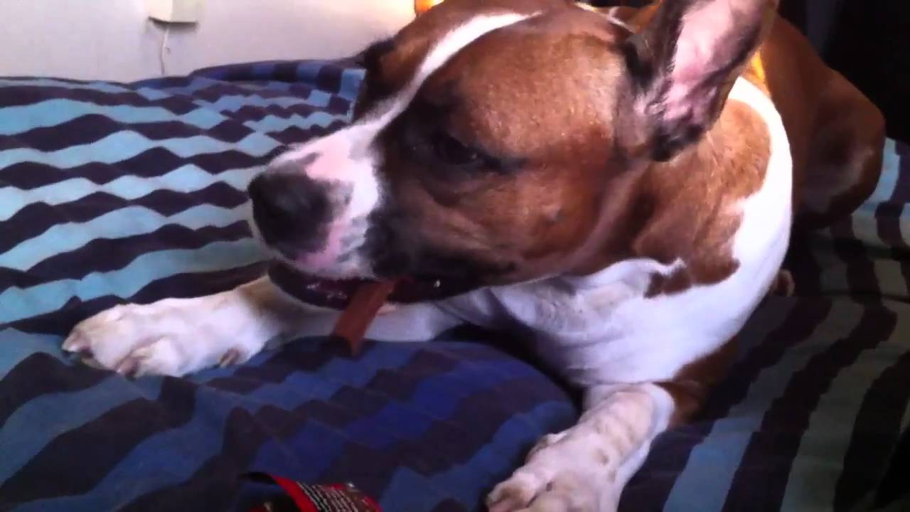 Dottie eating a kit kat
