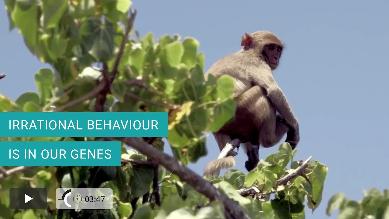 Irrational behaviour is in our genes