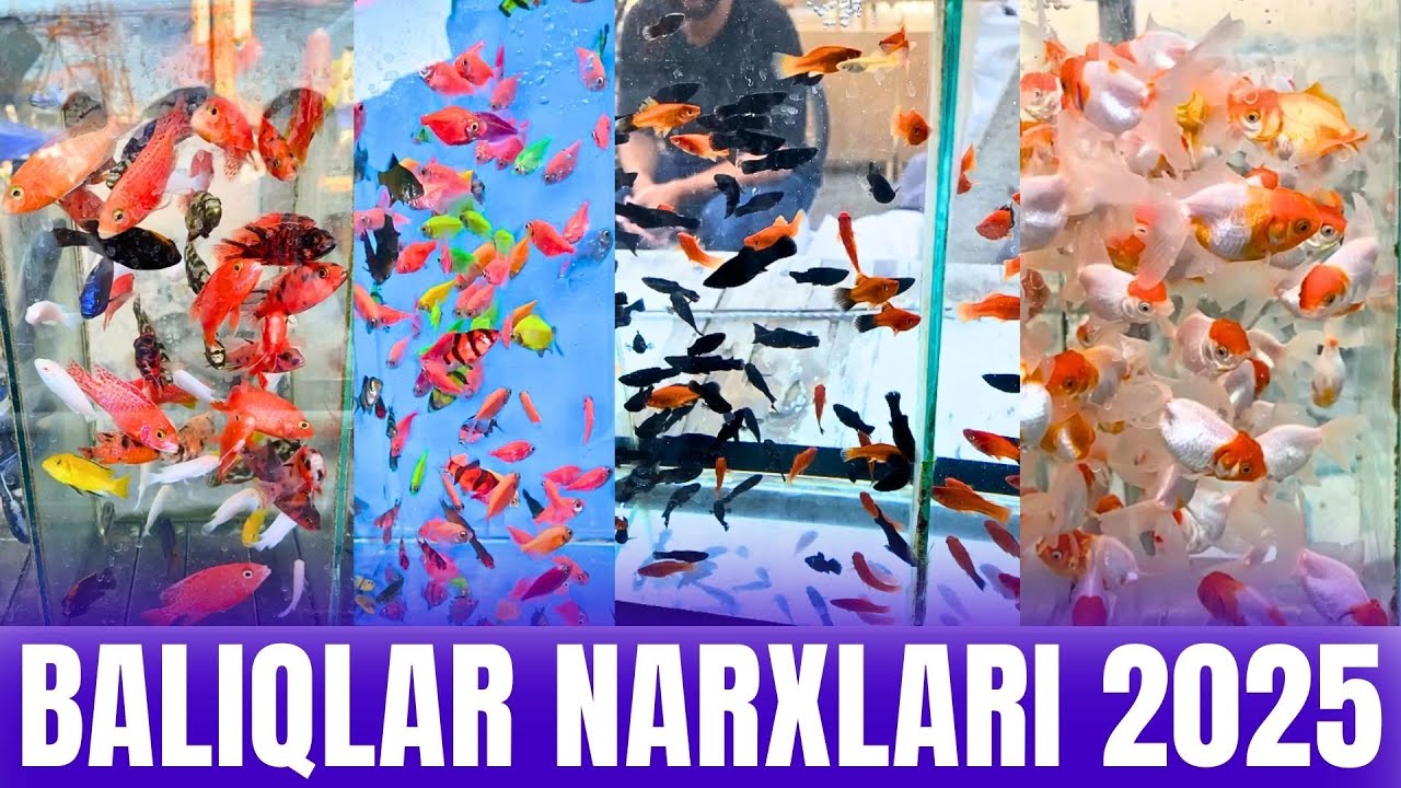 AKVARIUM BALIQLARI NARXLARI 2025 | MAR'GILON | FARG'ONA