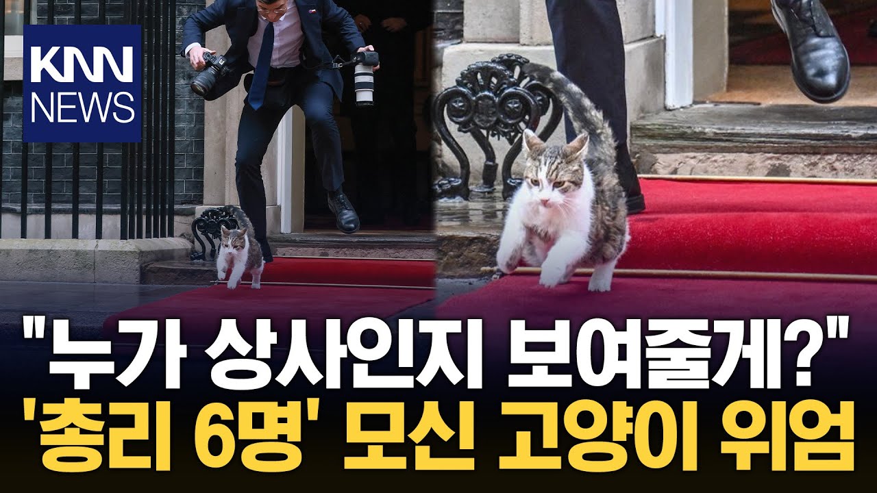英 총리실 '진짜 주인'이 고양이? 외교 현장서 존재감 '뿜뿜' 화제 / KNN