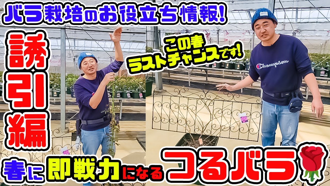 【春に即戦力になる!つるバラ】この春ラストチャンス![誘引編]【高木大輔さん】