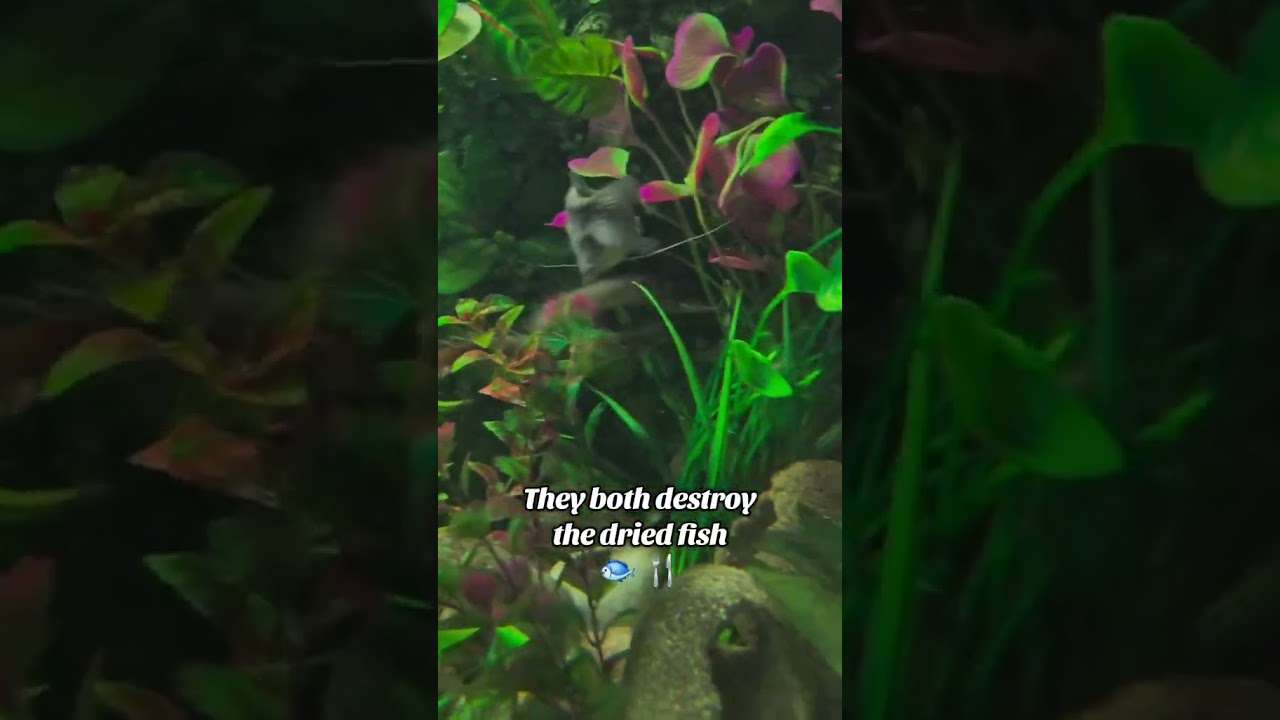 Senegal Bichirs Shredding A Dried Fish #aquarium #exoticaquariumfish #fish #aquascape #aquariumfish