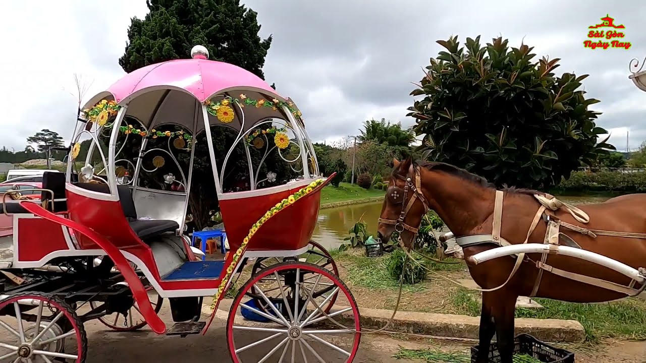 CƯỠI NGỰA ở ĐÀ LẠT vui lắm nha giá chỉ 200K cưỡi đi vòng vòng như trong PHIM