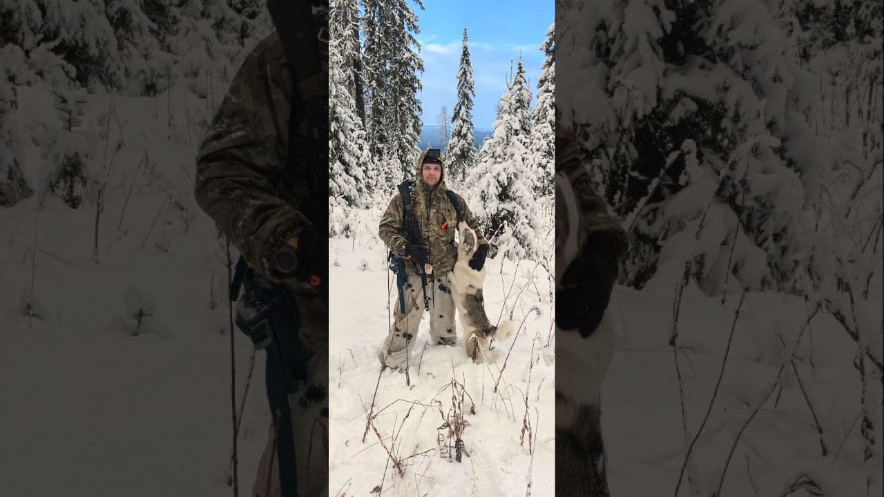 Три дня в дикой природе.Пермского края .Охота на лося.#охота#щенки#путешествие#обучение#приключение#