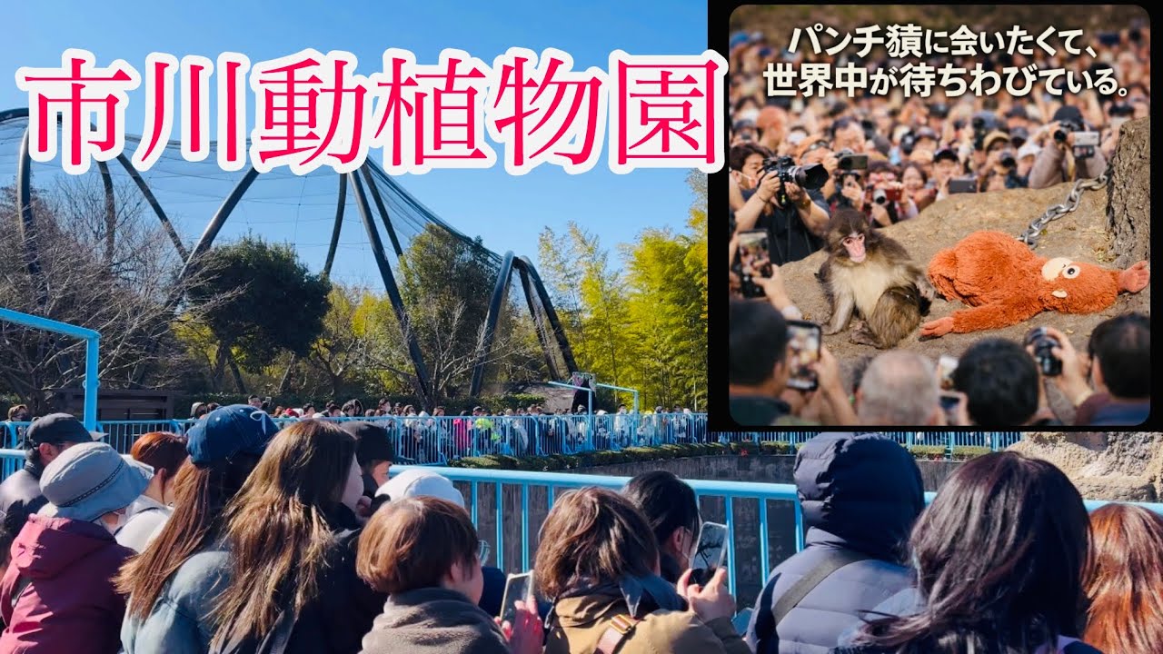 2026年3月8日 頑張れパンチ君友達できた!!人で溢れかえる市川動植物園 パンチ君を 一目見ようと走る観光客💨
