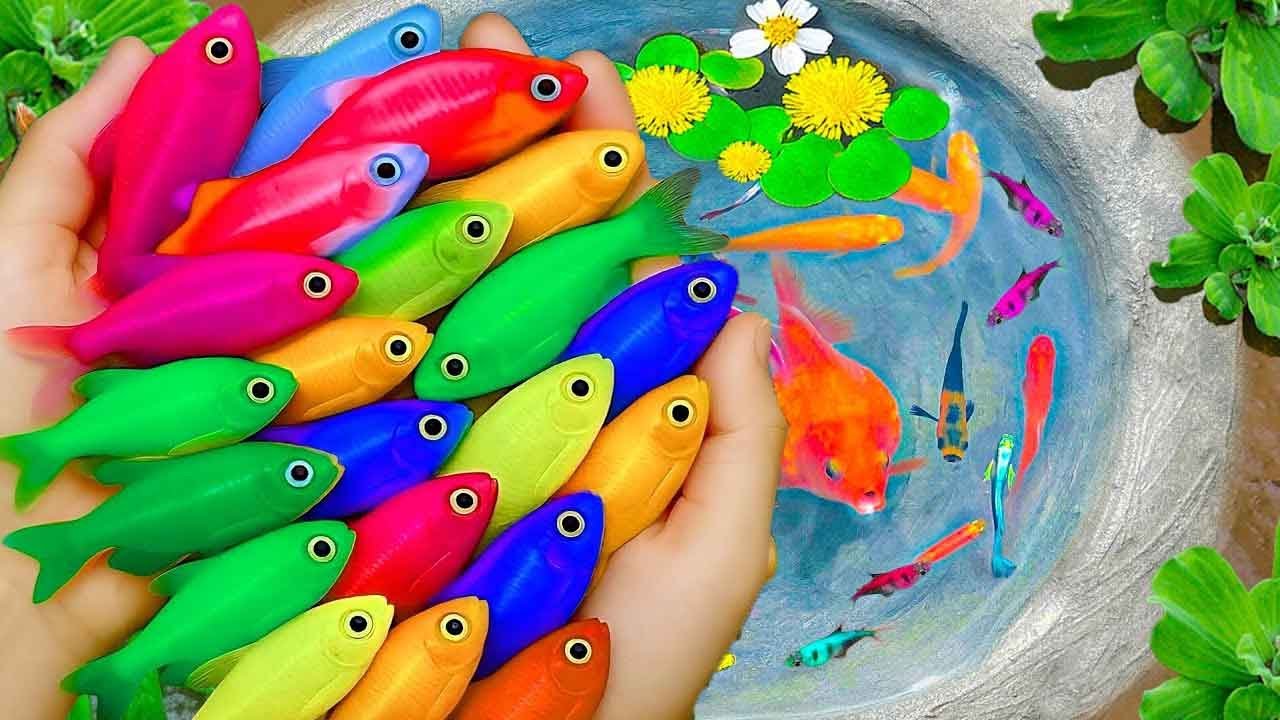 Great Catch Stunning Freshwater Aquarium Fish In Small Pond, Discus, Goldfish, Pencil Fish, Guppies