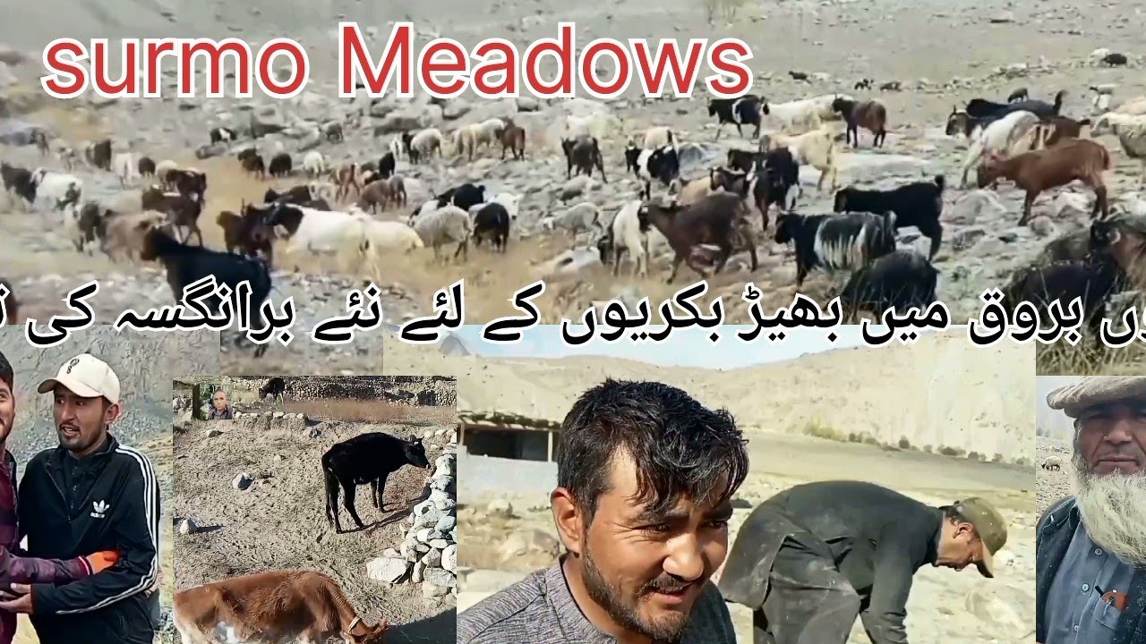 Surmo Meadows | The Beauty of Village Life and Collective Herding Tradition | Village Life in GB123