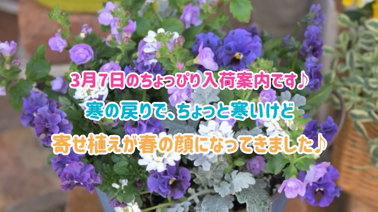 ※内容薄です🙏3月7日の少ない入荷案内とお店の寄せ植えの様子です。