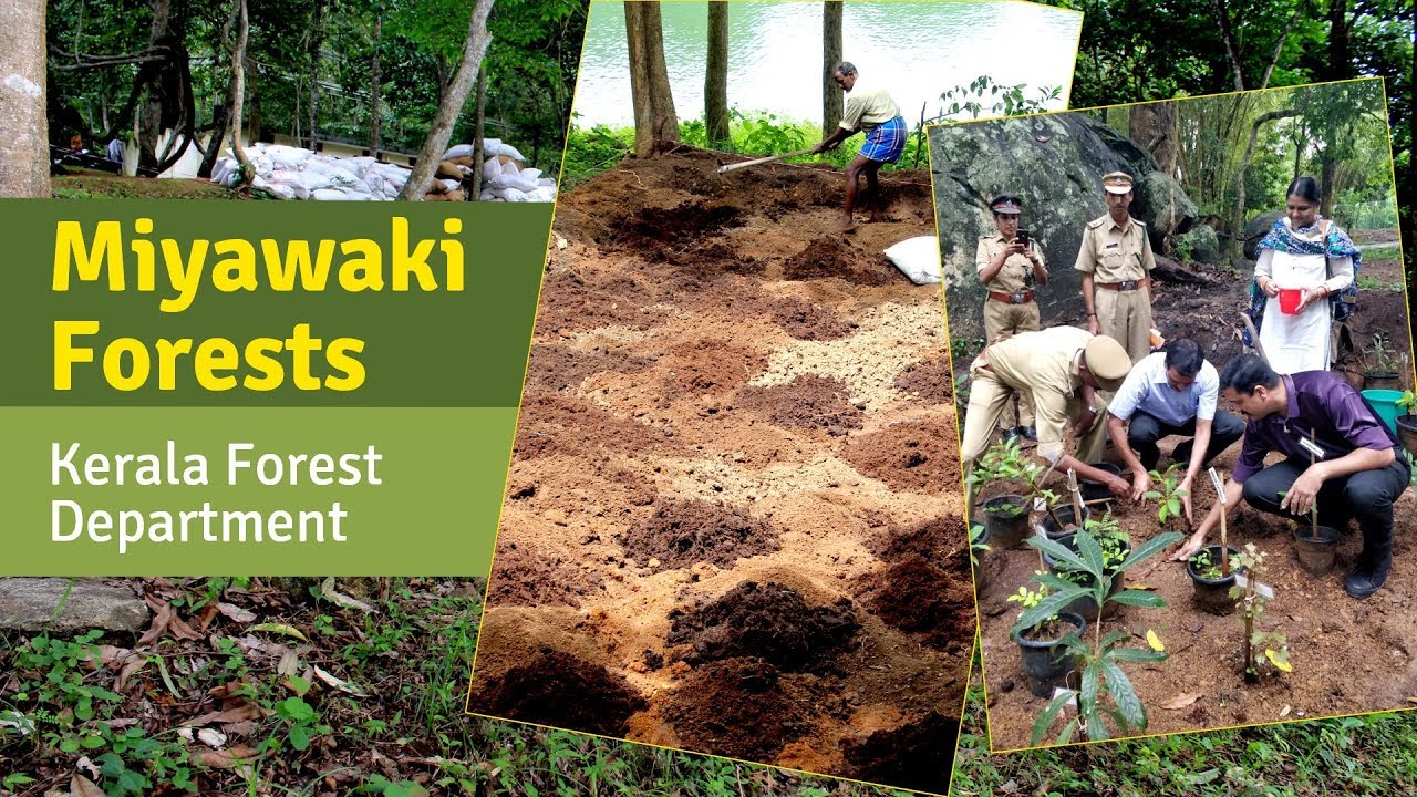 Miyawaki Forests developed for Kerala Forest Department | Crowd Foresting
