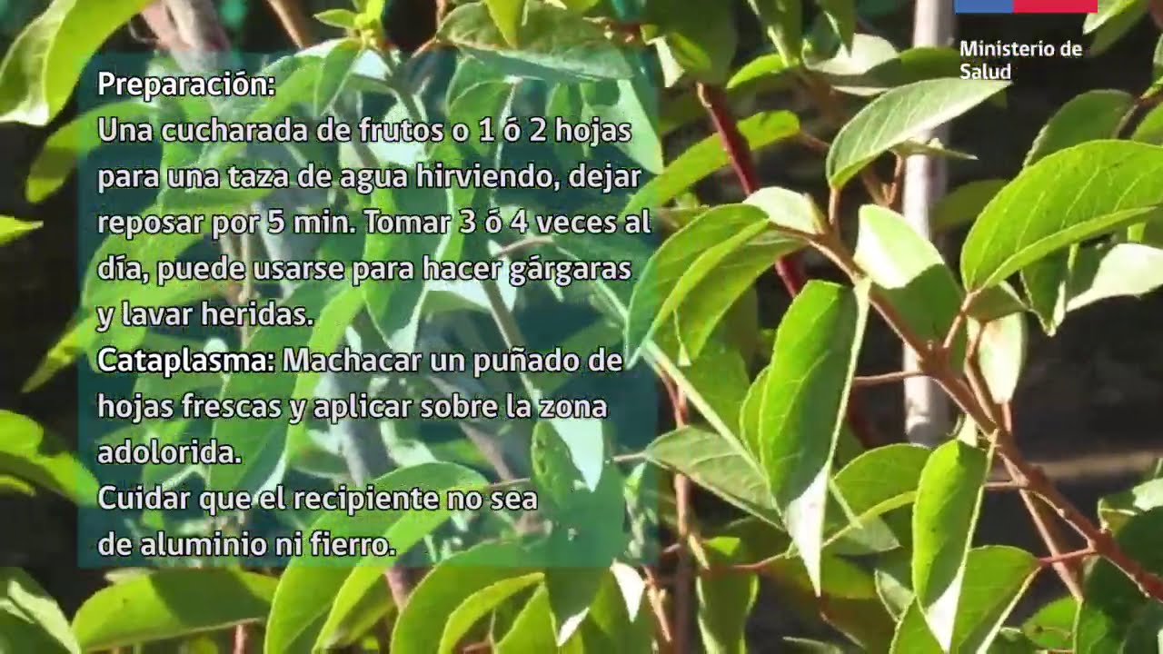 Conozcamos la hierba medicinal MAQUI / KÜLON, a través del Programa PESPI