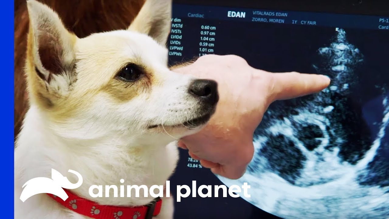 Vets Find Something Troubling While Checking Pup's Heart Murmur | The Vet Life