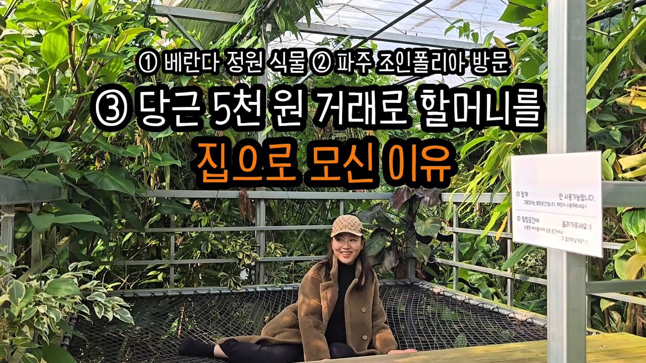 당근 5천 원으로 할머니를 집으로 모신 이유｜파주 조인폴리아 식물 투어 | 베란다정원 식물 소개