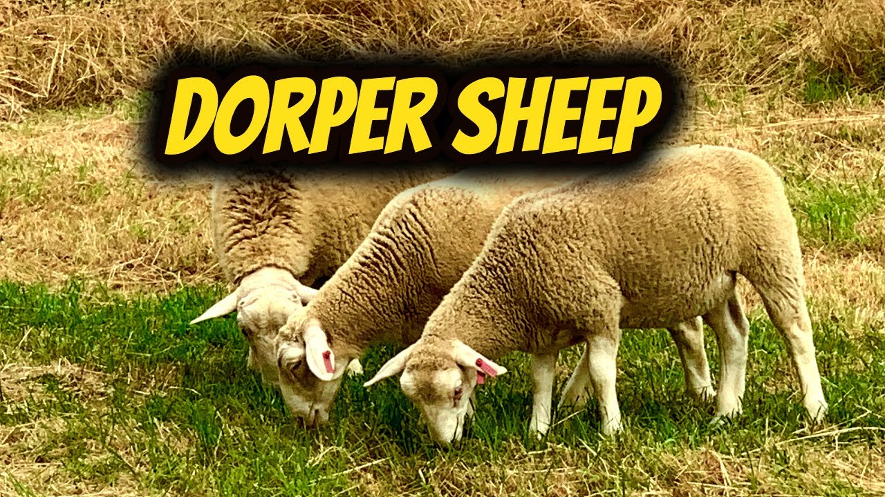 White Dorper Sheep