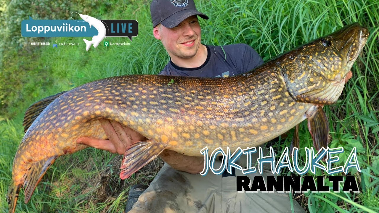 Jokihaukea rannalta | Loppuviikon LivE