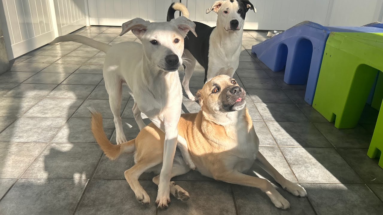 Hounds Town Aurora | Daily Daycare Video - January 12, 2026